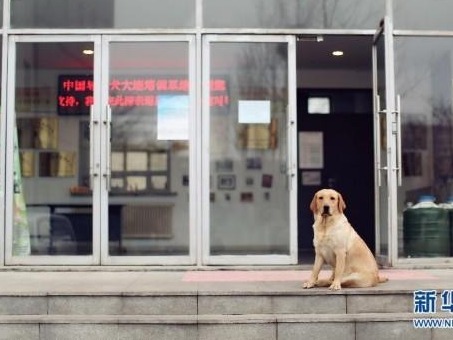 导盲犬被质疑是“奢侈”骗局？中国盲协主席：免费给盲人使用