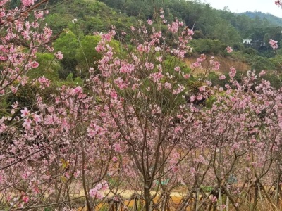 惠州市惠东县寨场山森林公园的樱花开了，你去打卡了吗？