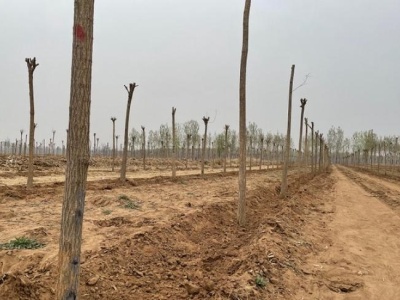唐山“耕地种树”初查情况通报：彻底整改，对448亩间栽苗木组织移植
