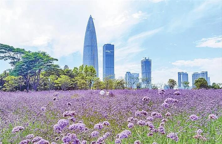 深新早点丨免费免预约！深圳这片紫色“花海”又开啦，走起