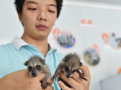 深圳野生动物园首次人工哺育浣熊
