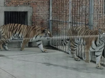 新华社：动物园频发安全事件，漏洞“栅栏”关不住动物天性