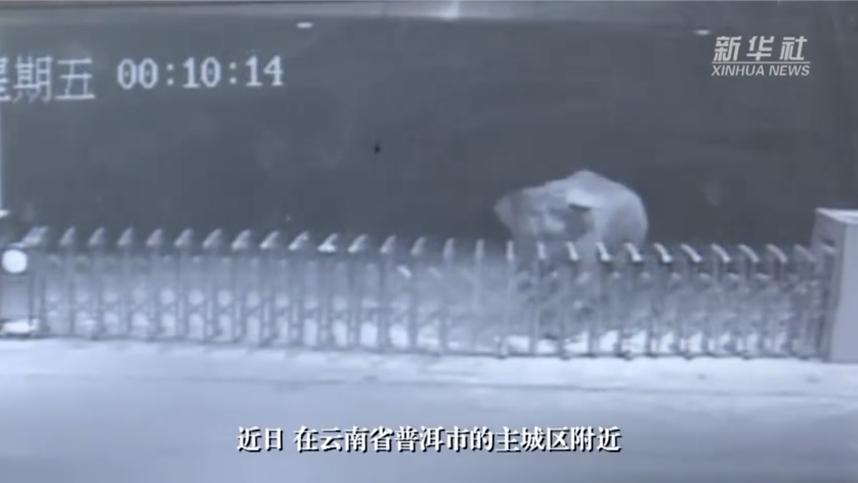 独行亚洲野象靠近云南普洱主城区！当地加强监测预警