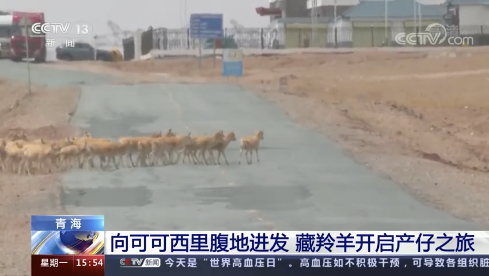 小心翼翼！藏羚羊迁徙途中过马路真不容易