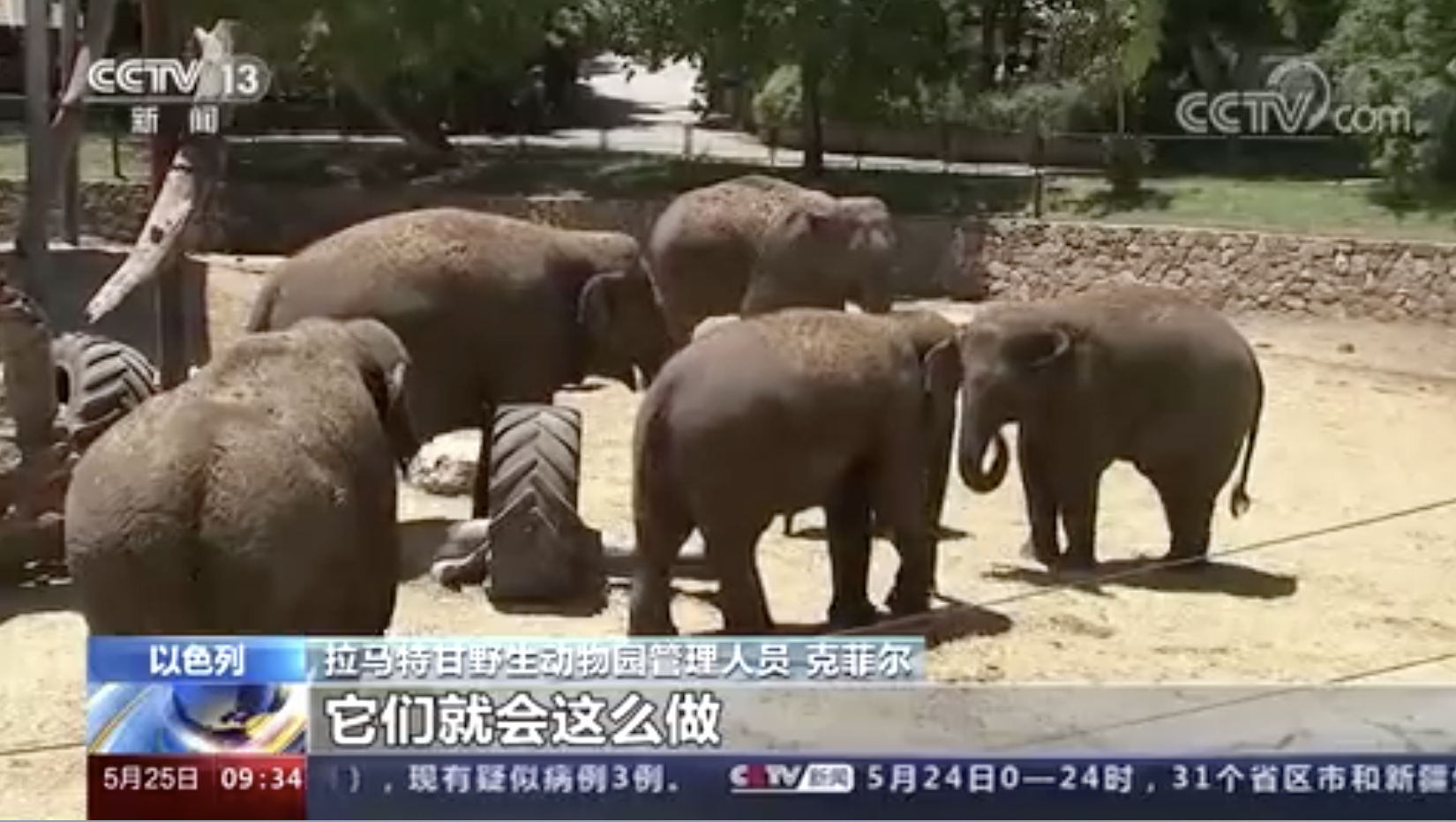 保护幼崽！火箭弹来袭，母象围成一圈保护小象