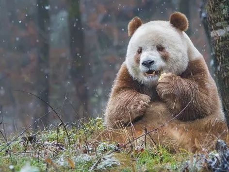 秦岭大熊猫繁育研究中心5月28日开放，游客可预约参观