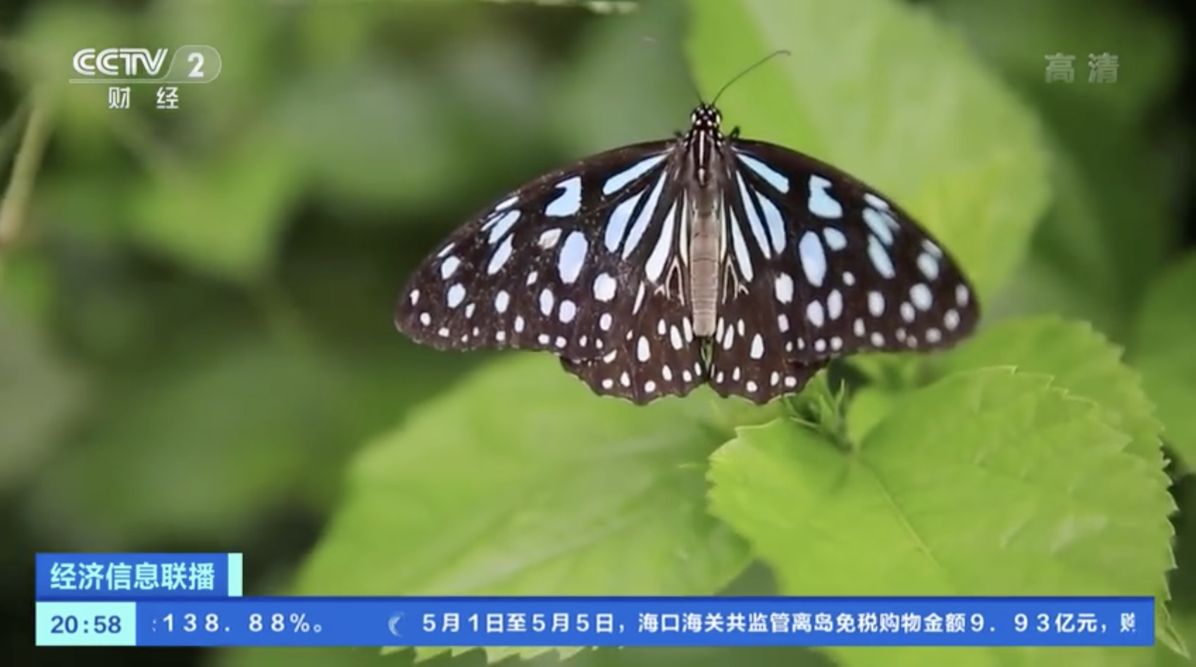 10年来最大规模！云南上亿只蝴蝶大爆发开启