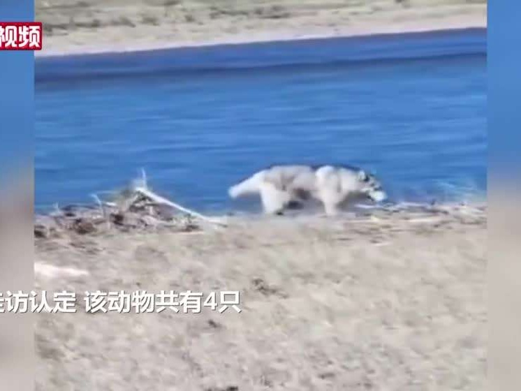 齐齐哈尔居民拍摄到袭击牲畜野狼？官方：视频非当地