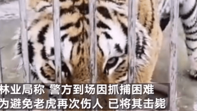 河南淅川发生老虎袭人逃跑事件：饲养员死亡，两只老虎被击毙