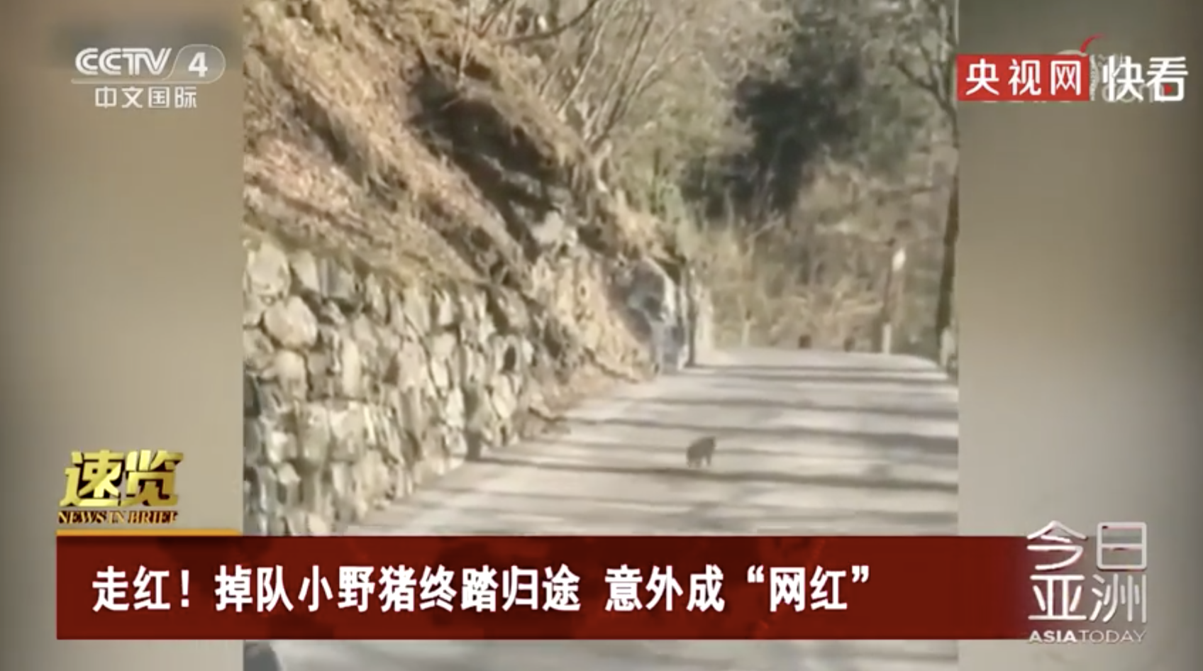 萌翻了！小野猪掉队意外成网红