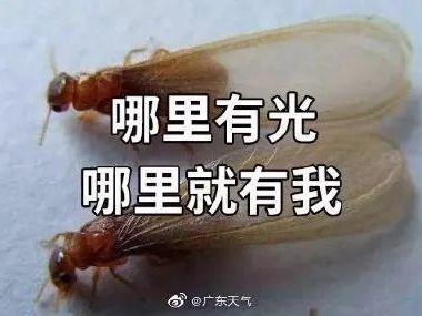 夏天雨季来临，飞蚁来袭该如何应对？