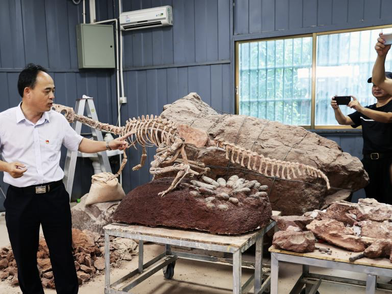 馆藏恐龙蛋化石数量世界第一！河源市博物馆厉害了