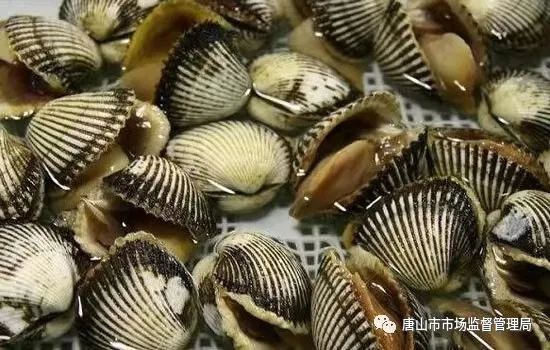 河北唐山发布食用贝类安全警示