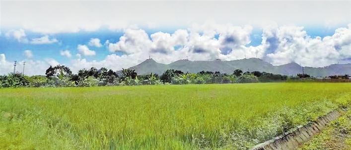 种植杂交稻 农户每年多赚3000多元