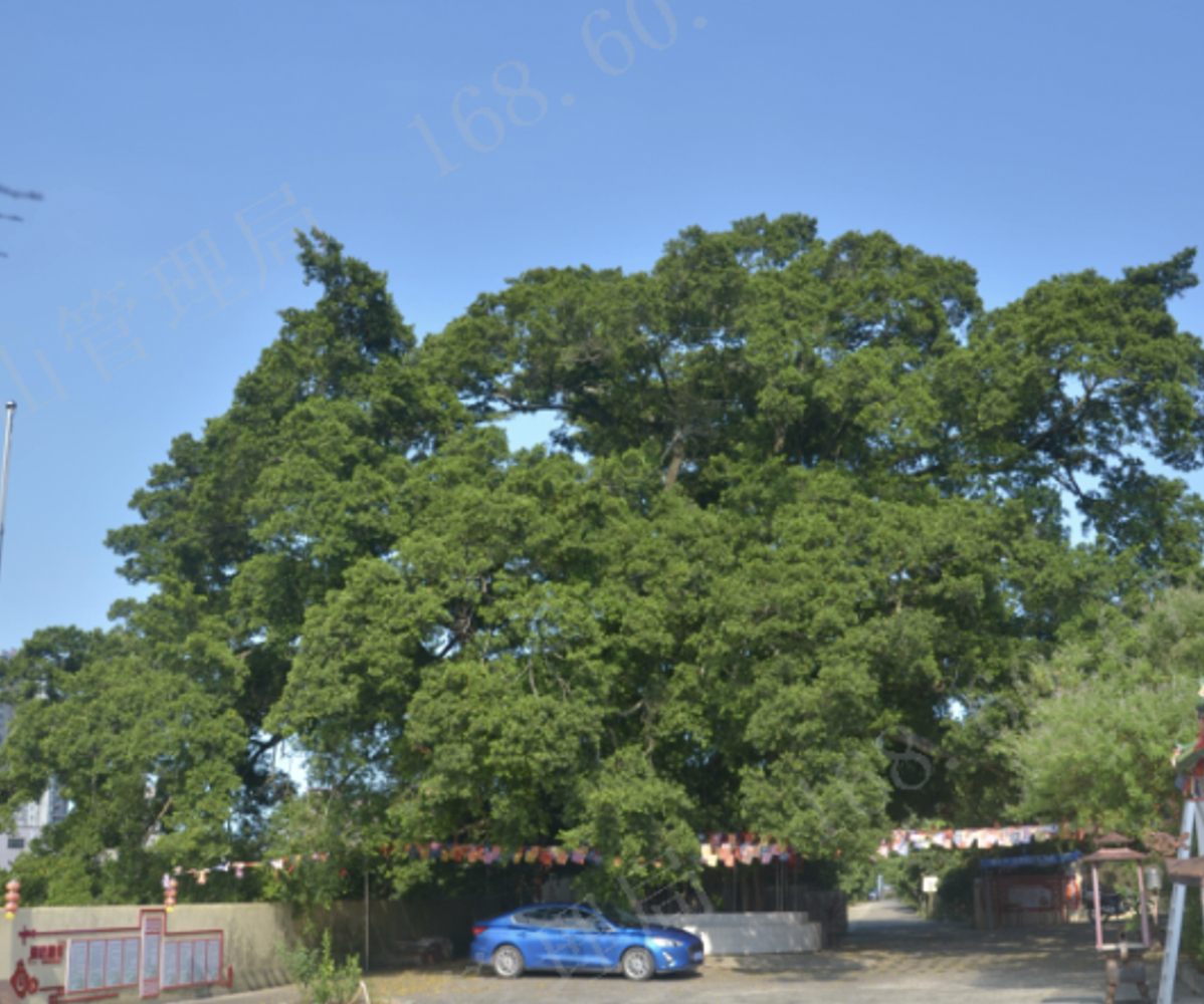 坪山区圆山寺210岁古榕树侧大枝断裂 专家现场“问诊把脉”紧急抢救