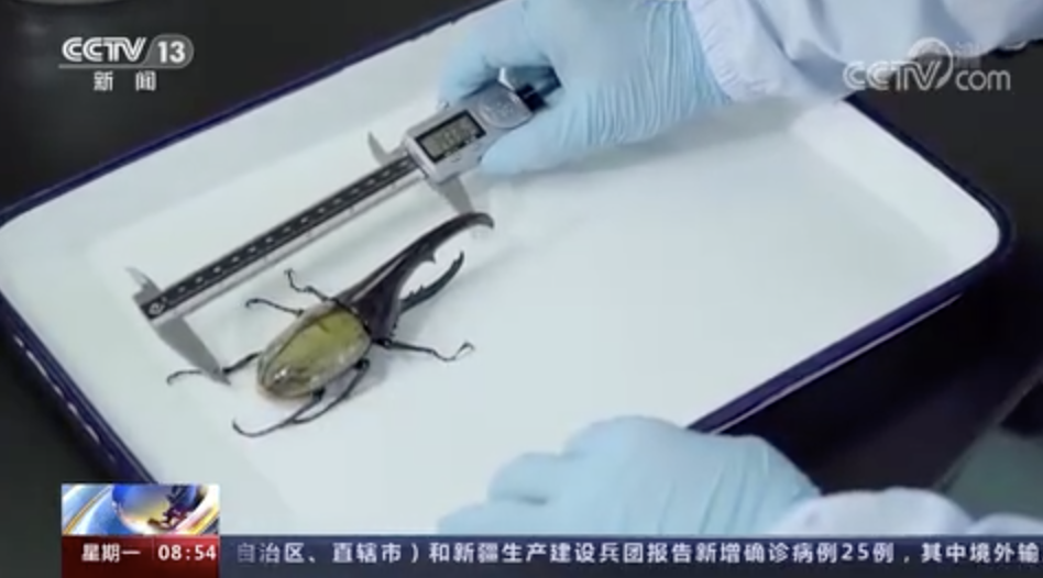 江门海关截获3只活体长戟犀金龟,能轻松咬断一根铅笔