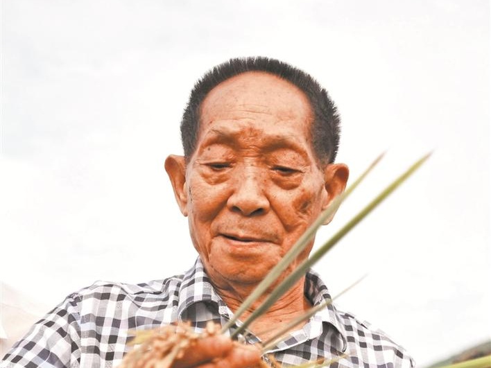 “杂交水稻之父”的深圳缘：80岁生日在龙岗度过 
