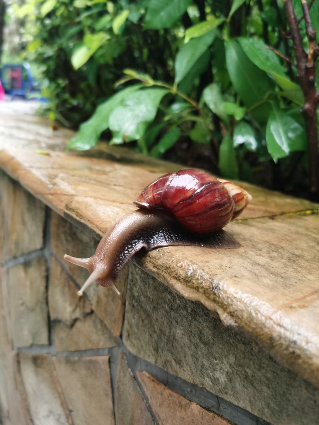 雨后看见这种大蜗牛，千万不能碰！ 