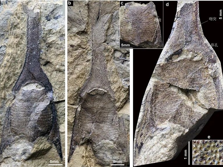云南曲靖发现4.1亿年前游动的“三叉戟”