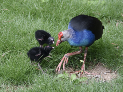 “最美水鸟”紫水鸡在深圳繁衍后代