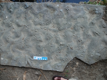 四川发现中国最小恐龙足迹：像"鸡爪"，或为刚出生不久恐龙留下