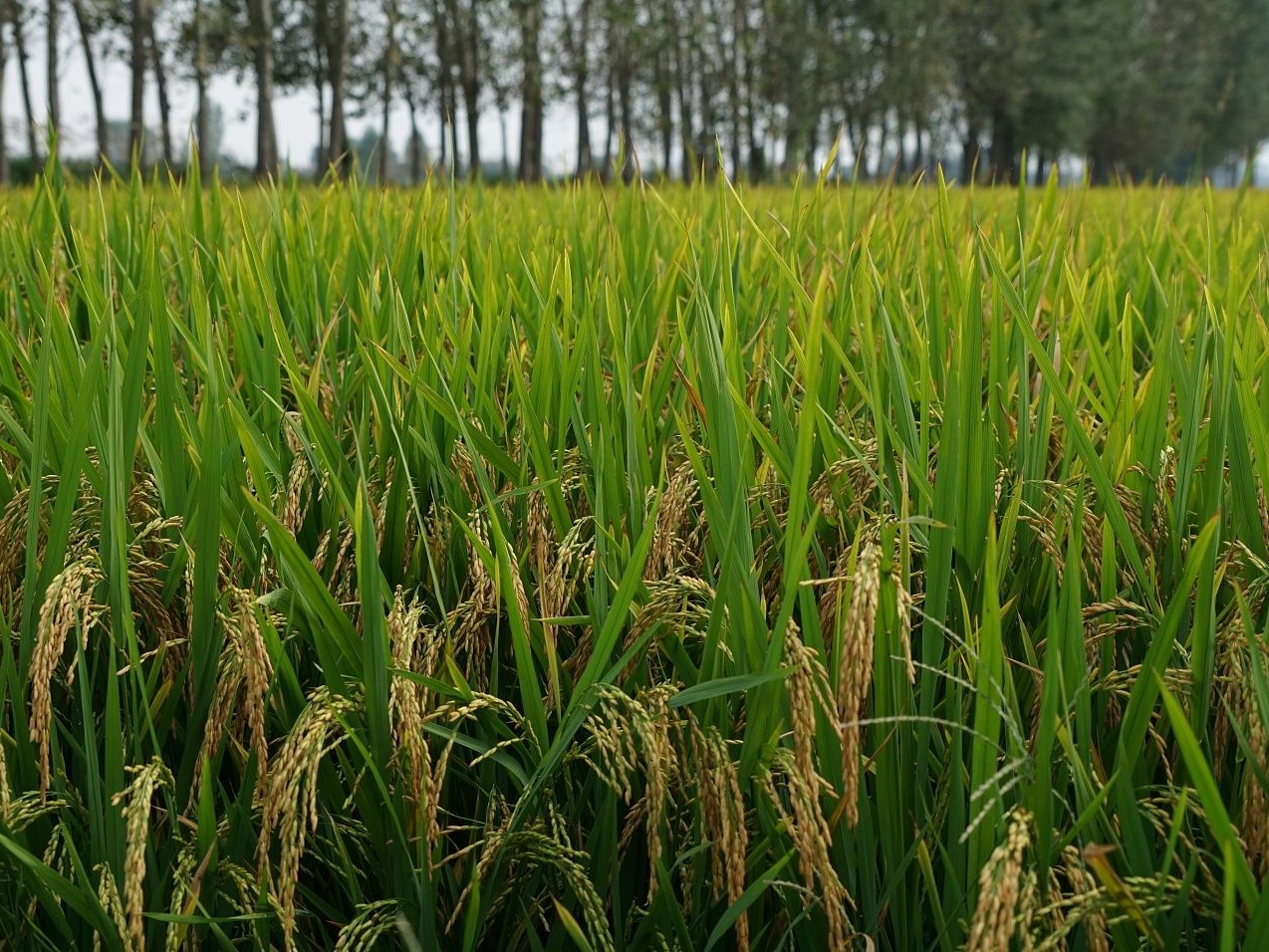 考古发现成都平原最早水稻田