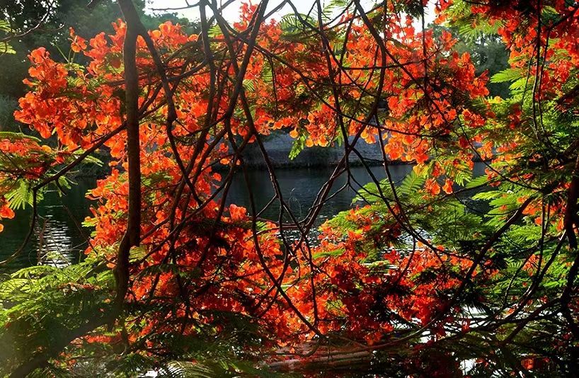 曾兄靓声｜第18期：百渎交流九河满  ——写在2021年芒种