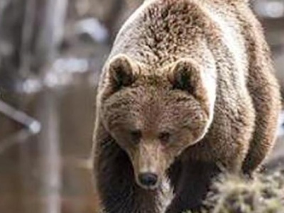 俄罗斯叶尔加基国家公园一旅行团遭熊袭击，造成1死1伤
