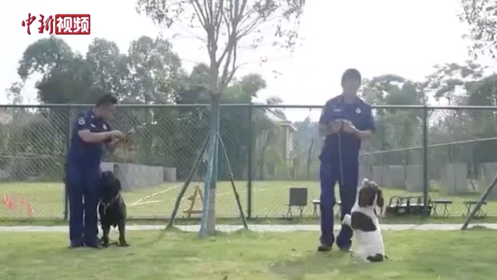 有爱！四川消防员为搜救犬包狗粮鲜肉粽
