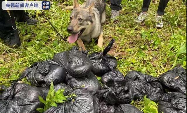 这只“网红”警犬，又立大功！