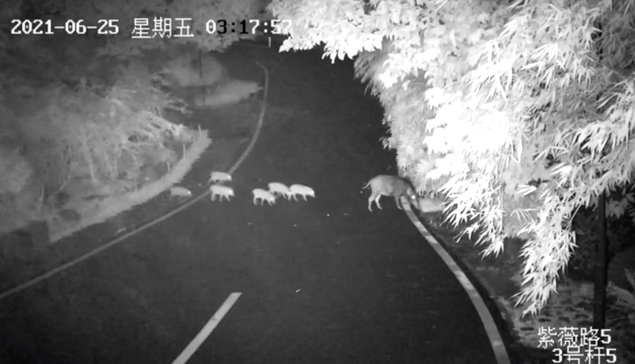 深圳仙湖植物园连续一周野猪出没