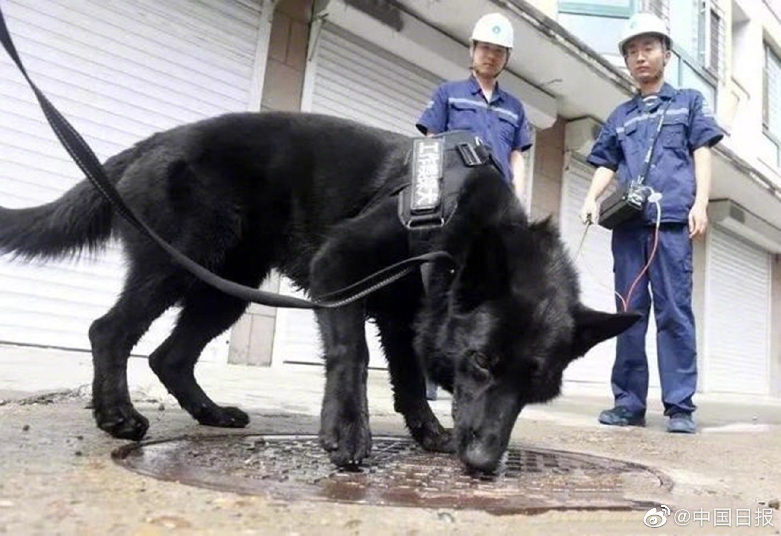 国内首只燃气嗅探犬在吉林市上岗