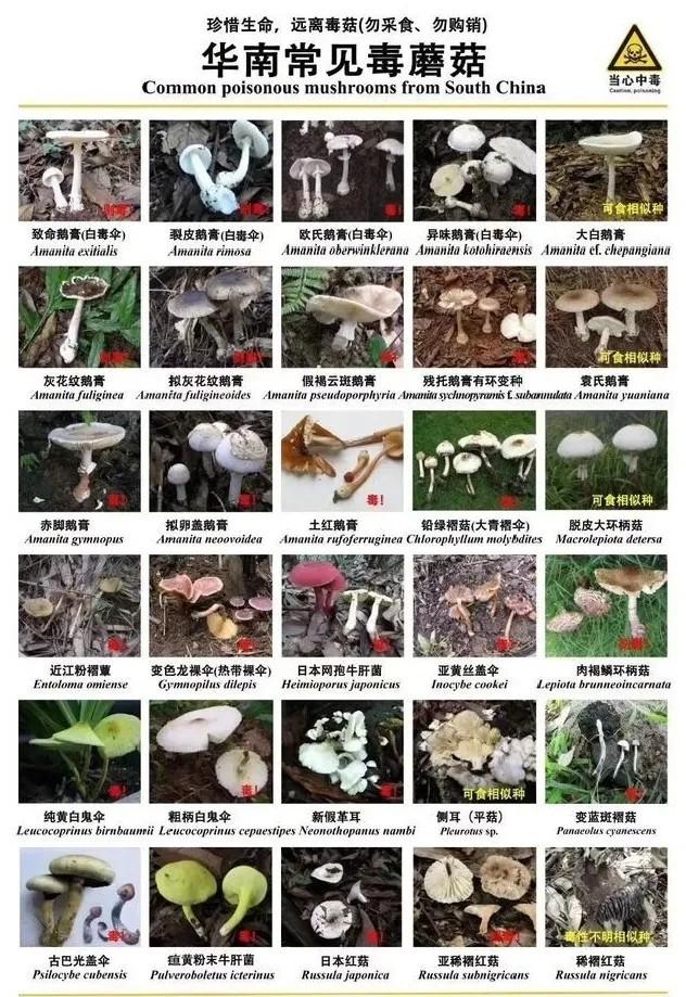 又到“菇毒”高发期，这些蘑菇千万注意