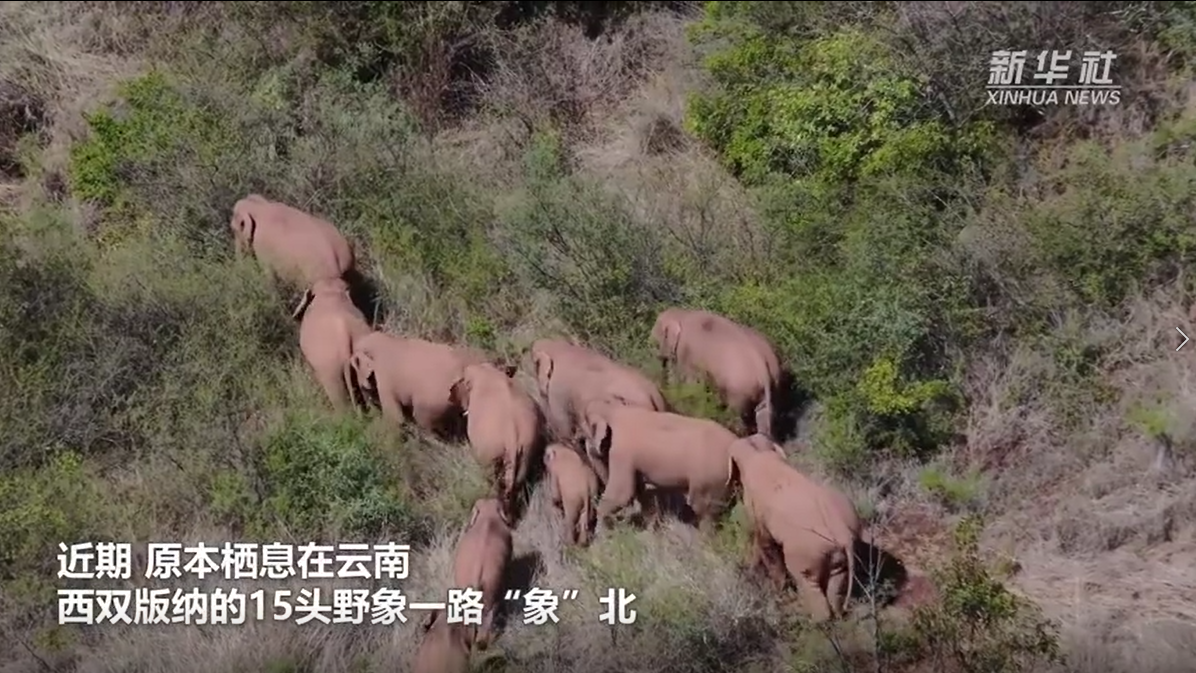探秘北迁象群的“家”和“家人们”