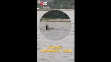 大鹏海边惊现鲸鱼，环保人士呼吁尽量避免去海上围观