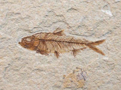 重庆发现4.23亿年前鱼化石