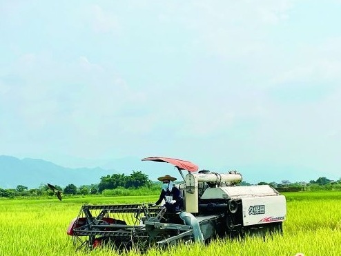 早稻收割奏响“丰收曲” 预计全市早稻总产量为52.09万吨，同比增0.7%