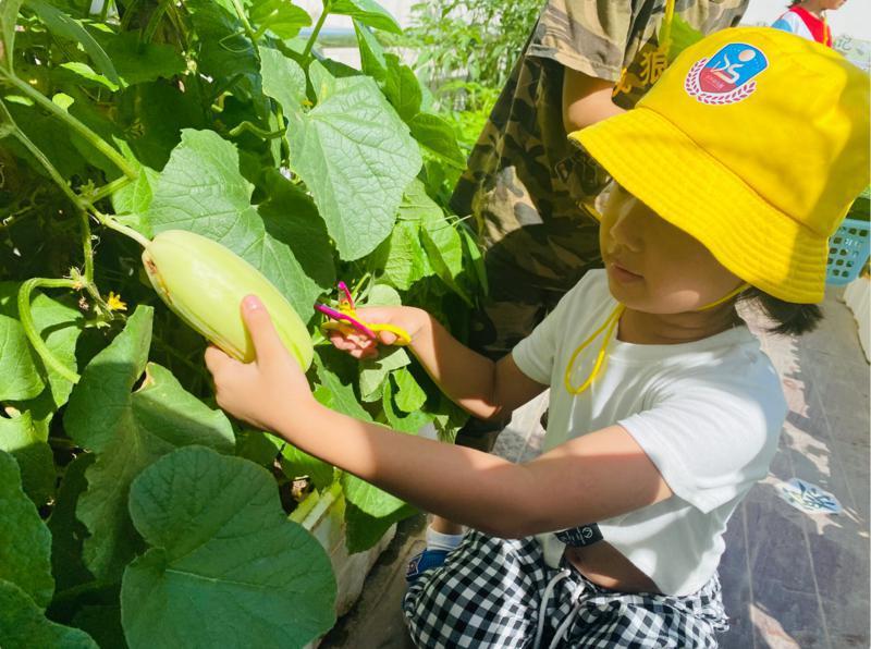 在自然中成长！深圳这家幼儿园把菜园变成孩子们探索的乐园