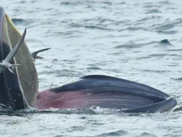 记者观察｜鲸鱼“小布”到访大鹏湾，是“偶然”也是“必然”