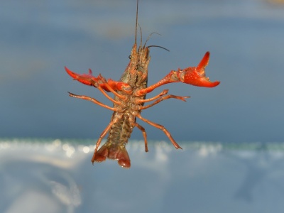 日本拟将小龙虾指定为外来入侵物种：禁止进口、贩卖