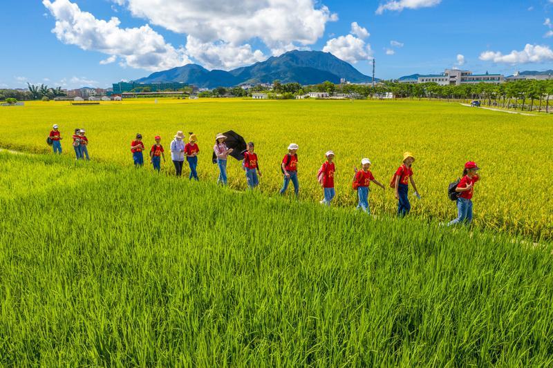 大鹏自然课堂在“稻田画”开讲：生态让生活更美好