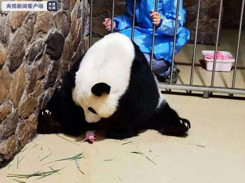 成都大熊猫繁育研究基地大熊猫“昭美”产下“奥运宝宝”