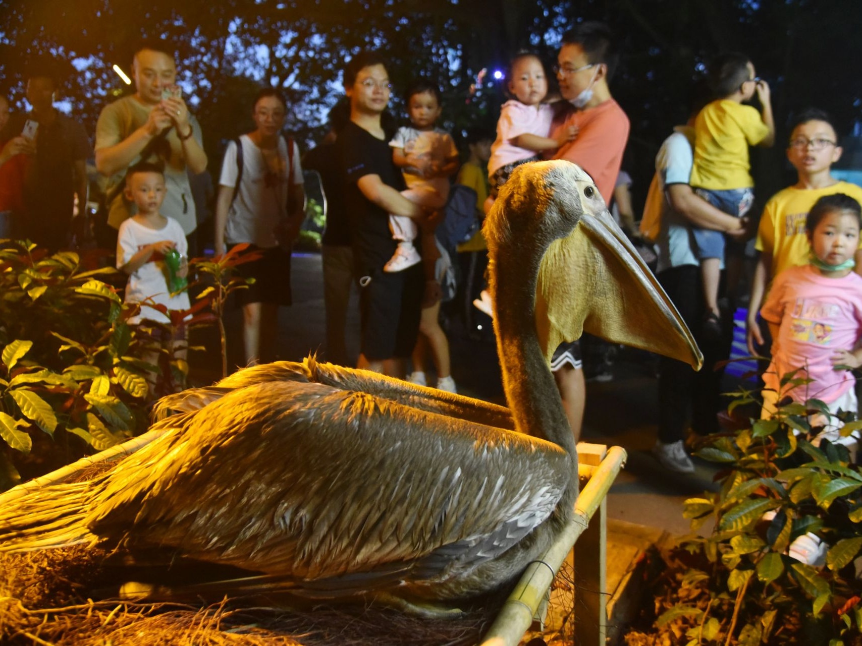 深圳野生动物园夜场“动物奇妙夜”正式开锣