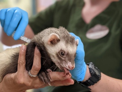 美国部分动物园开始使用兽用新冠疫苗