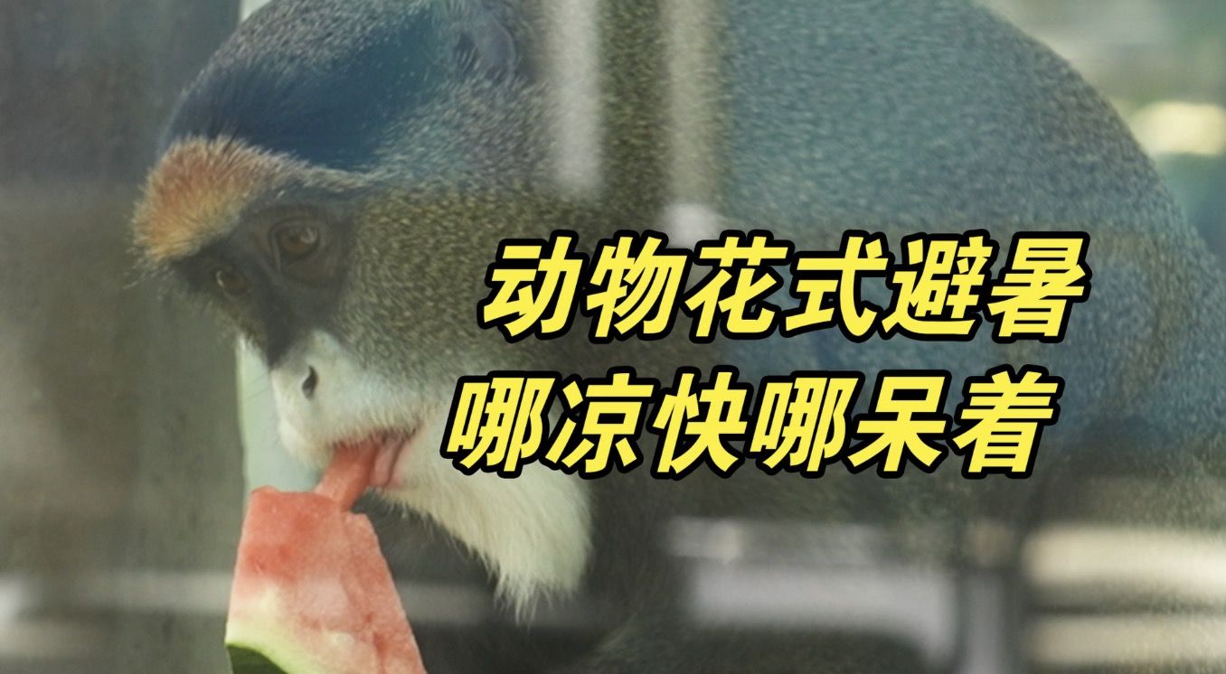 动物园避暑大赏