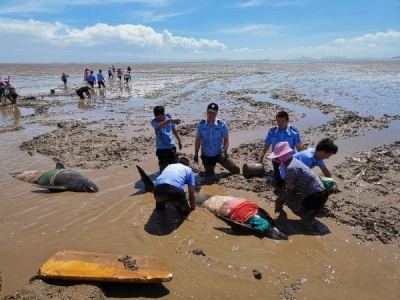 台州临海：12头搁浅的鲸豚类动物经确认为领航鲸