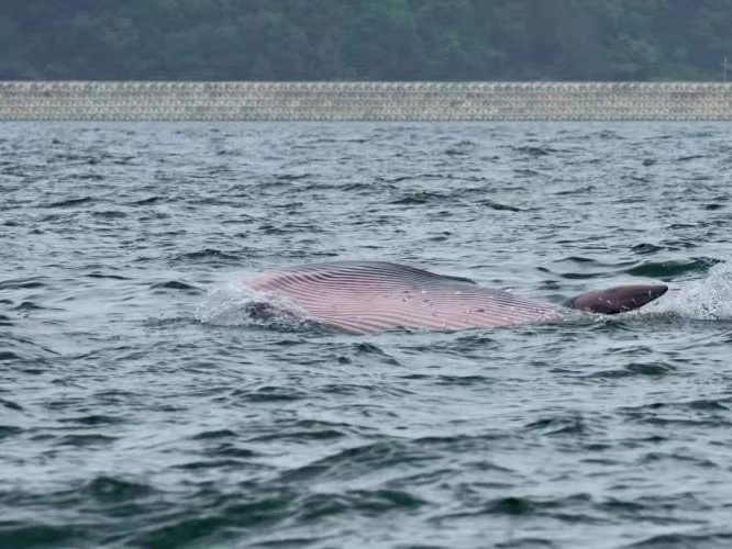 为保护“小布”，大鹏新区成立鲸豚保护联动工作组