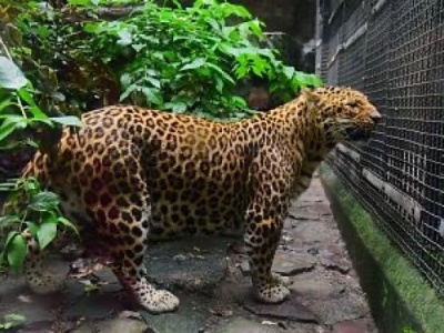 “丢豹”事件3个月后杭州拟出新规：给动物园猛兽植定位芯片