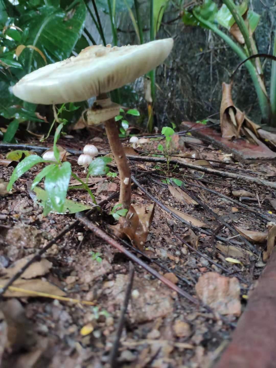 深圳进入多雨夏季，深疾控：切莫贪吃路边的“免费”蘑菇 