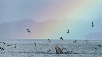 转发“鲸”喜！鲸鱼“小布”在彩虹下欢乐捕食